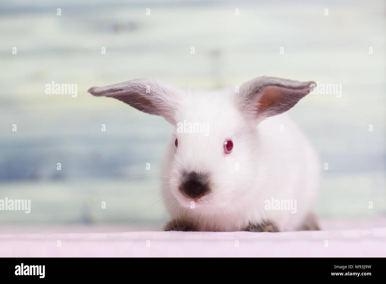Adorabili poco bunny rabbit Foto Stock