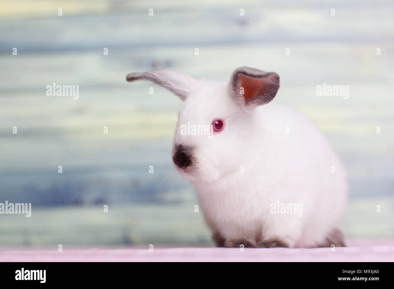 Adorable little white bunny coniglio con calze scure Foto Stock