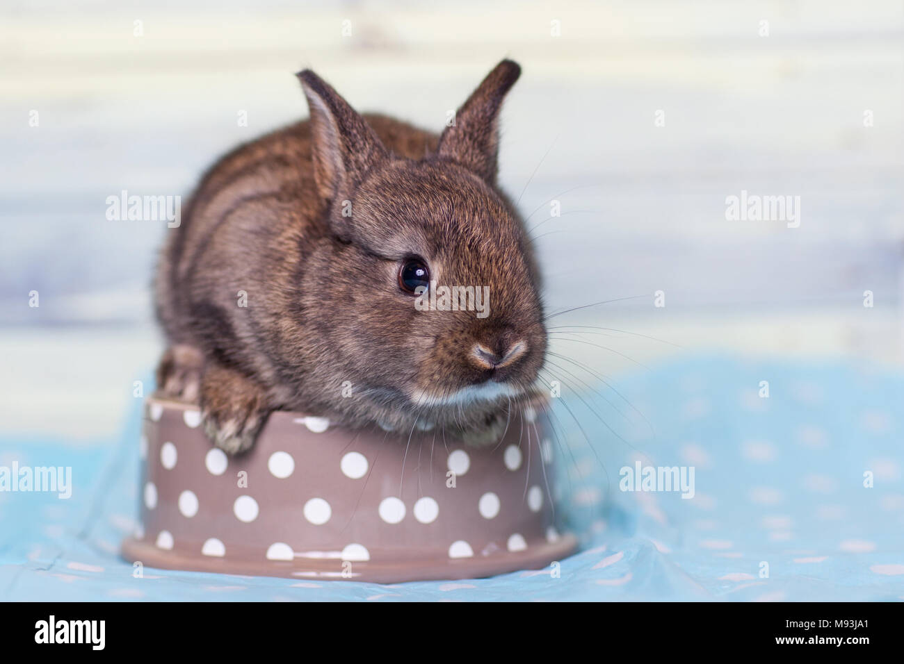 Grazioso baby sittin coniglio nel recipiente Foto Stock