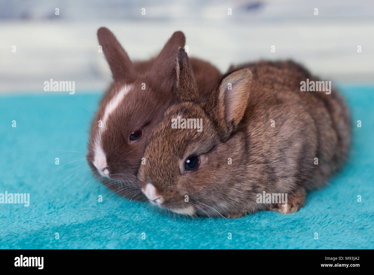 Carino baby coniglietti su una coperta di blu Foto Stock
