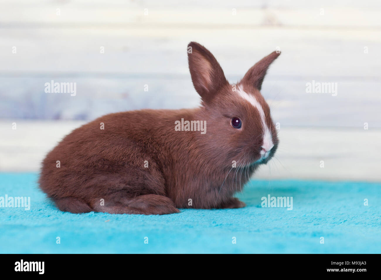 Carino coniglio bambino guardando curiosamente Foto Stock