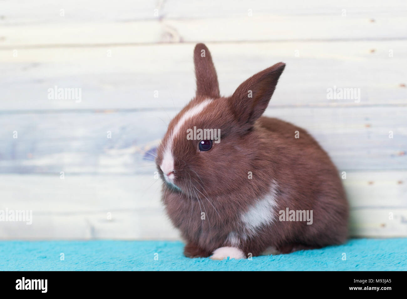 Adorabili poco bunny coniglio con una striscia Foto Stock