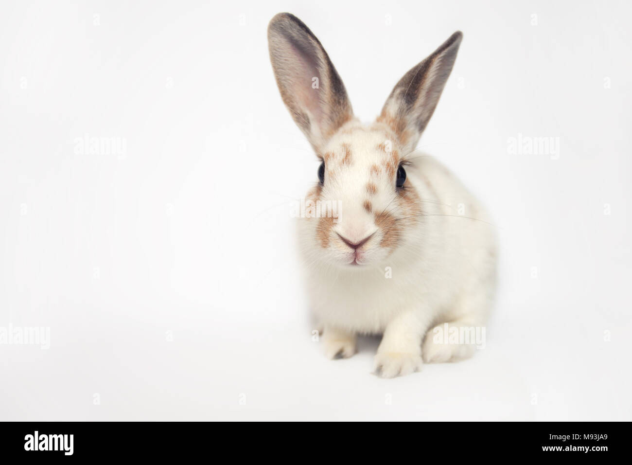 Adorable baby coniglio con un enorme occhi sorridenti nella fotocamera Foto Stock