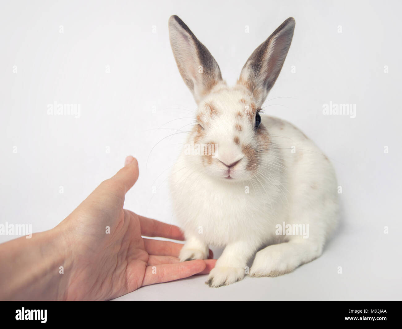 Adorable baby bunny winks e dà la zampa Foto Stock