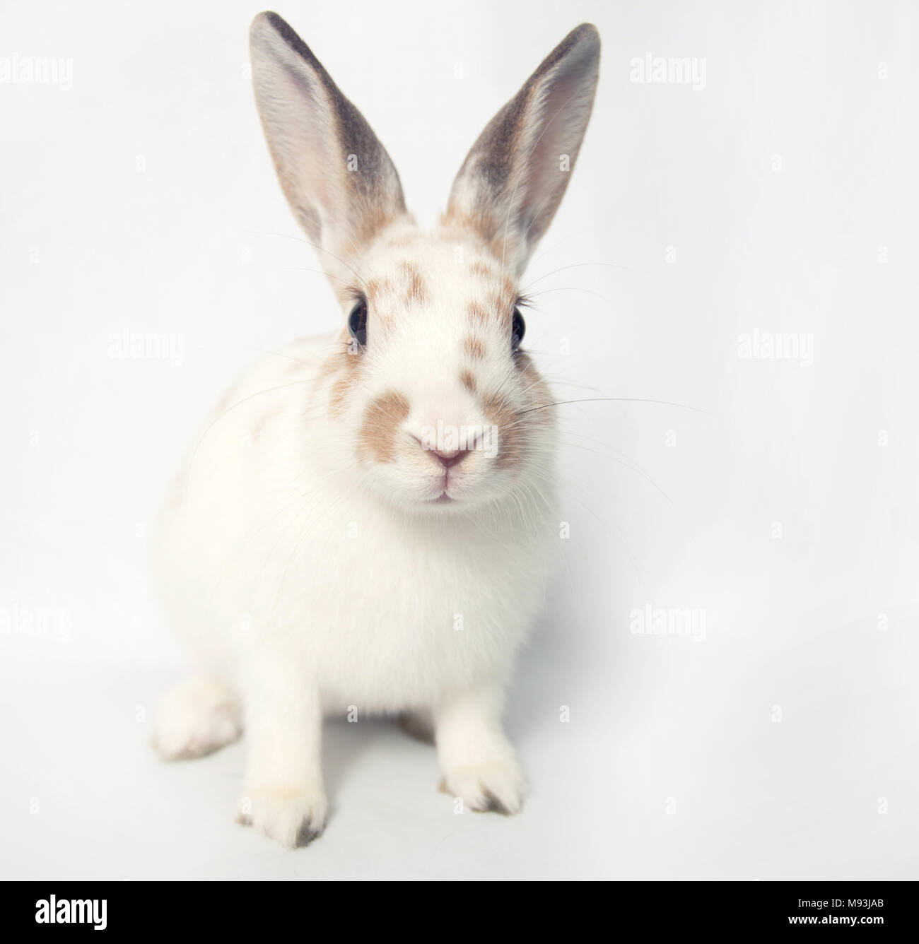 Coniglietto di pasqua con grandi occhi su sfondo bianco Foto Stock