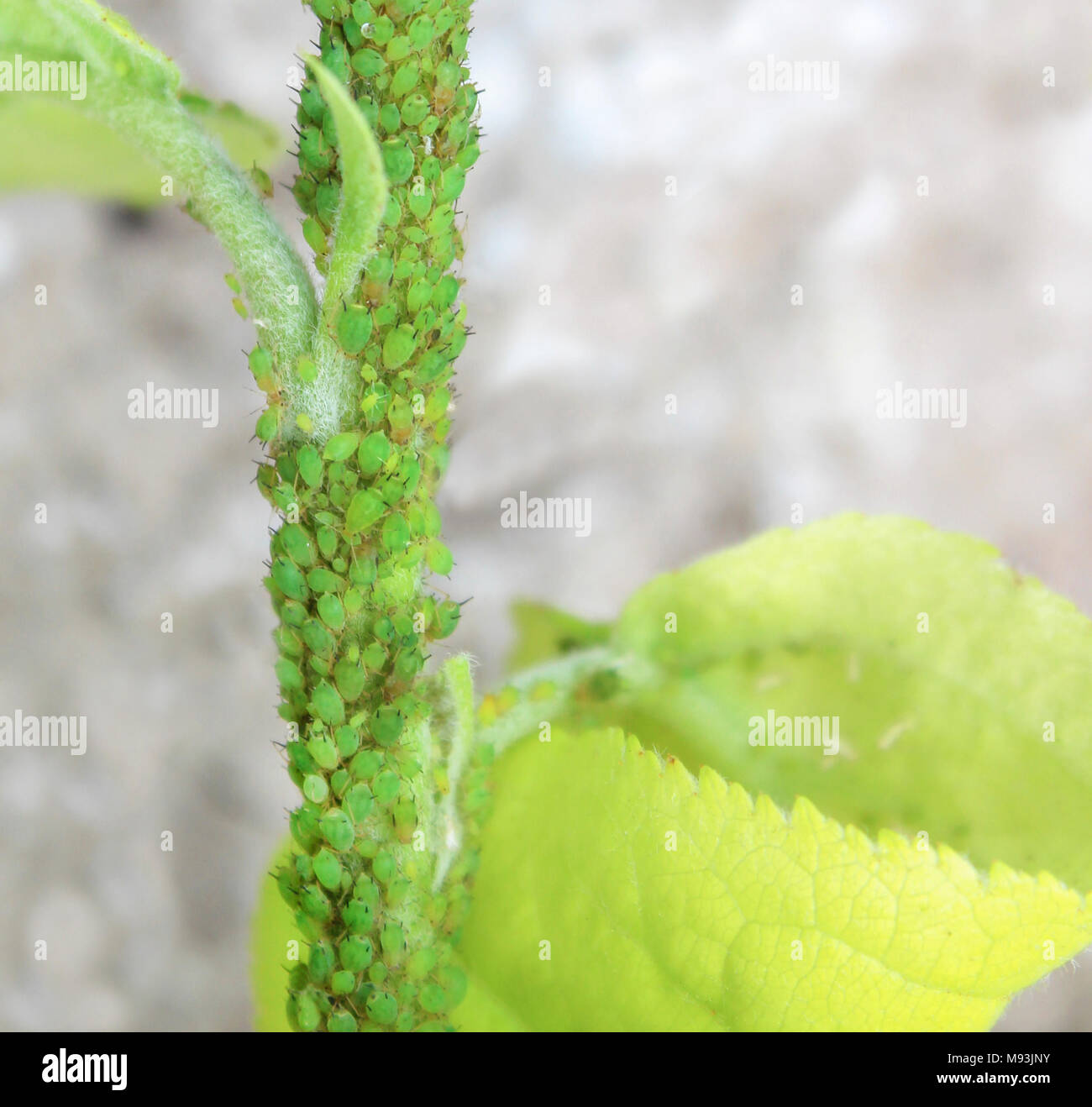 Afide verde close-up su un ramo dell'albero. Foto Stock
