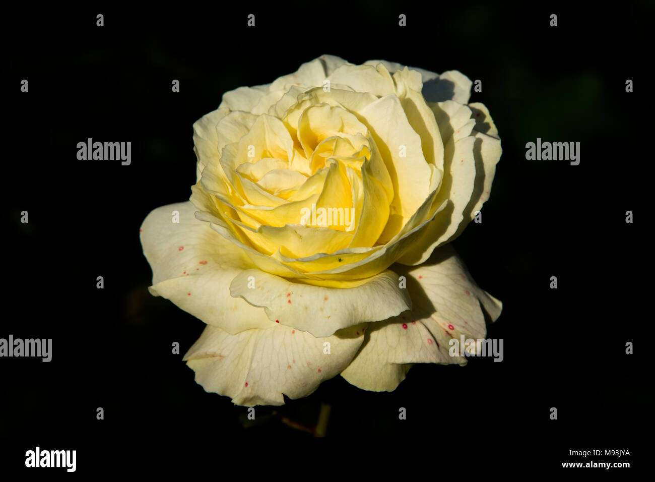 Bel colore giallo fiore rosa, sfondo verde scuro, bassa fotografia chiave Foto Stock