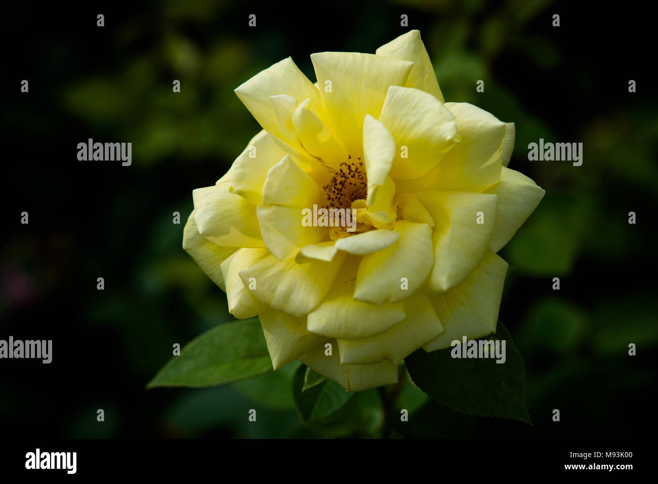 Bel colore giallo fiore rosa, sfondo verde scuro, bassa fotografia chiave Foto Stock