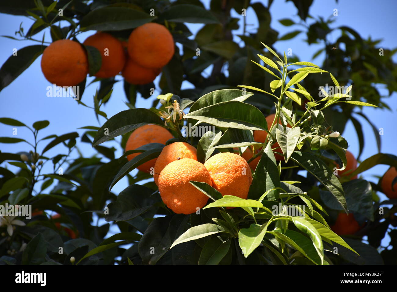 Albero arancione Foto Stock