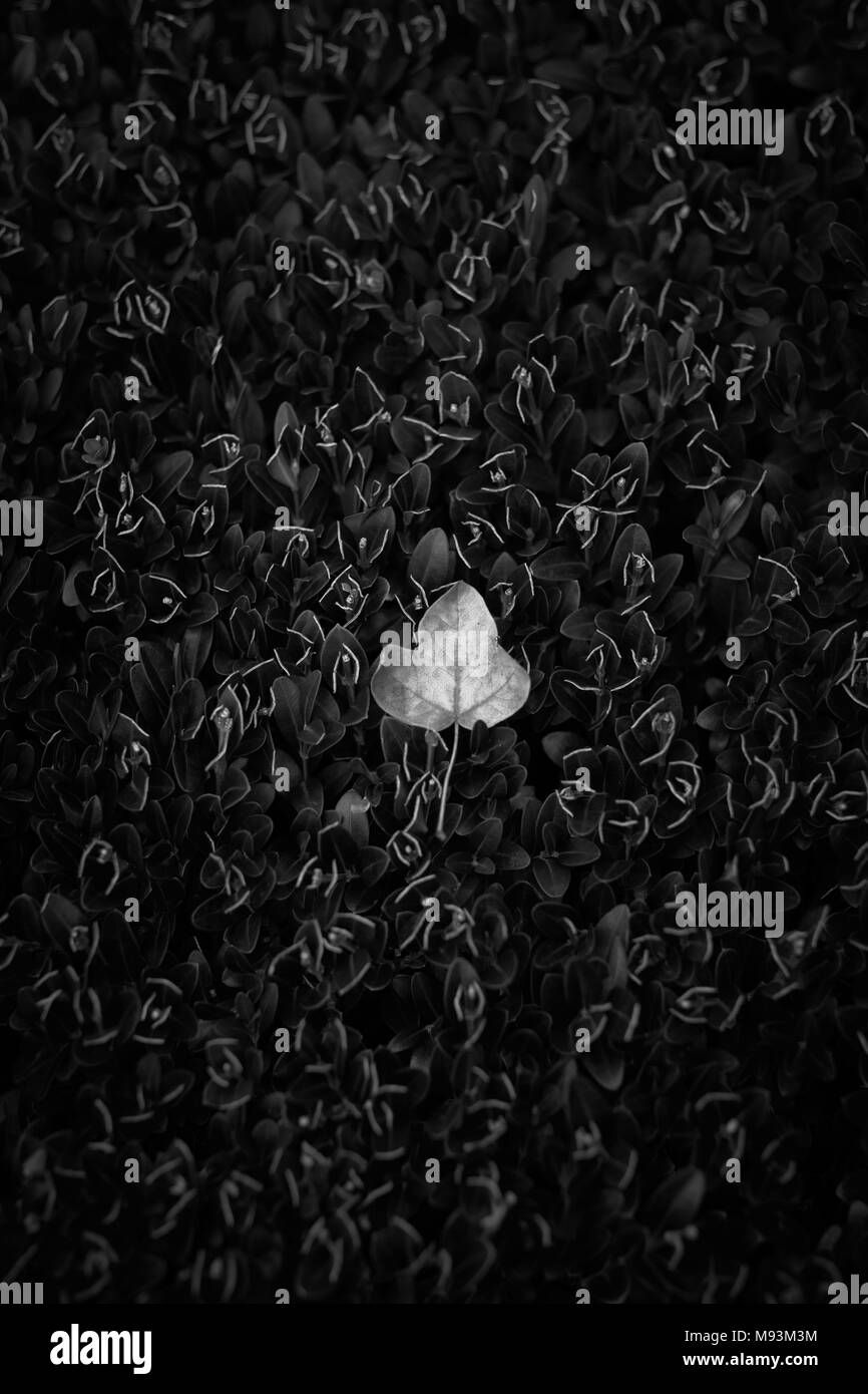 Una singola foglia caduta su un letto di CUT Box Siepe - l'inizio dell'autunno - forma semplice della foglia natura sfondo Foto Stock