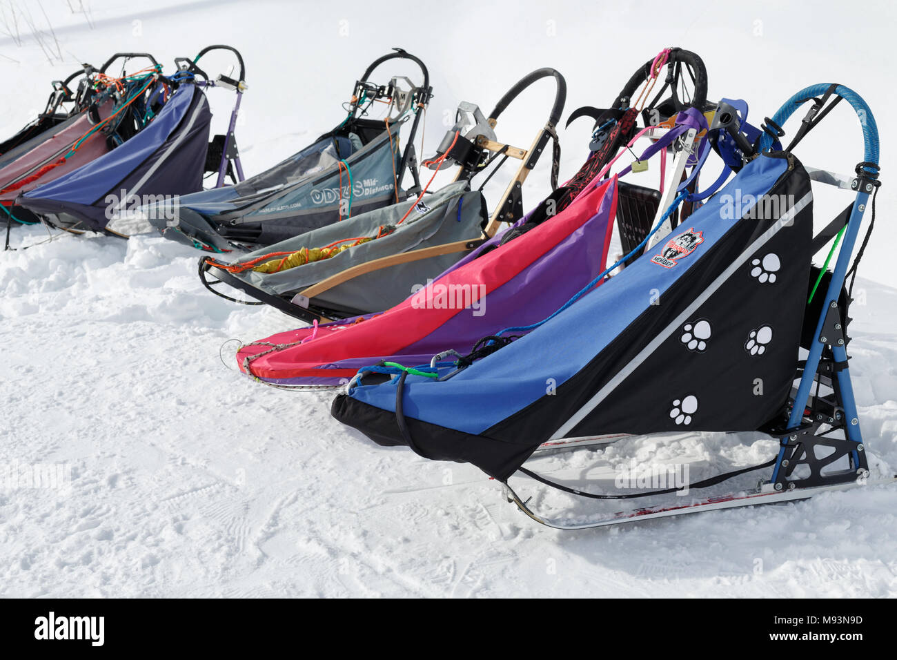 Penisola di Kamchatka: sport colorati slitta trainata da cani o cani da slitta per neve discipline sportive - Sled Dog racing, stand su bianco neve sulla chiara giornata di sole. Foto Stock