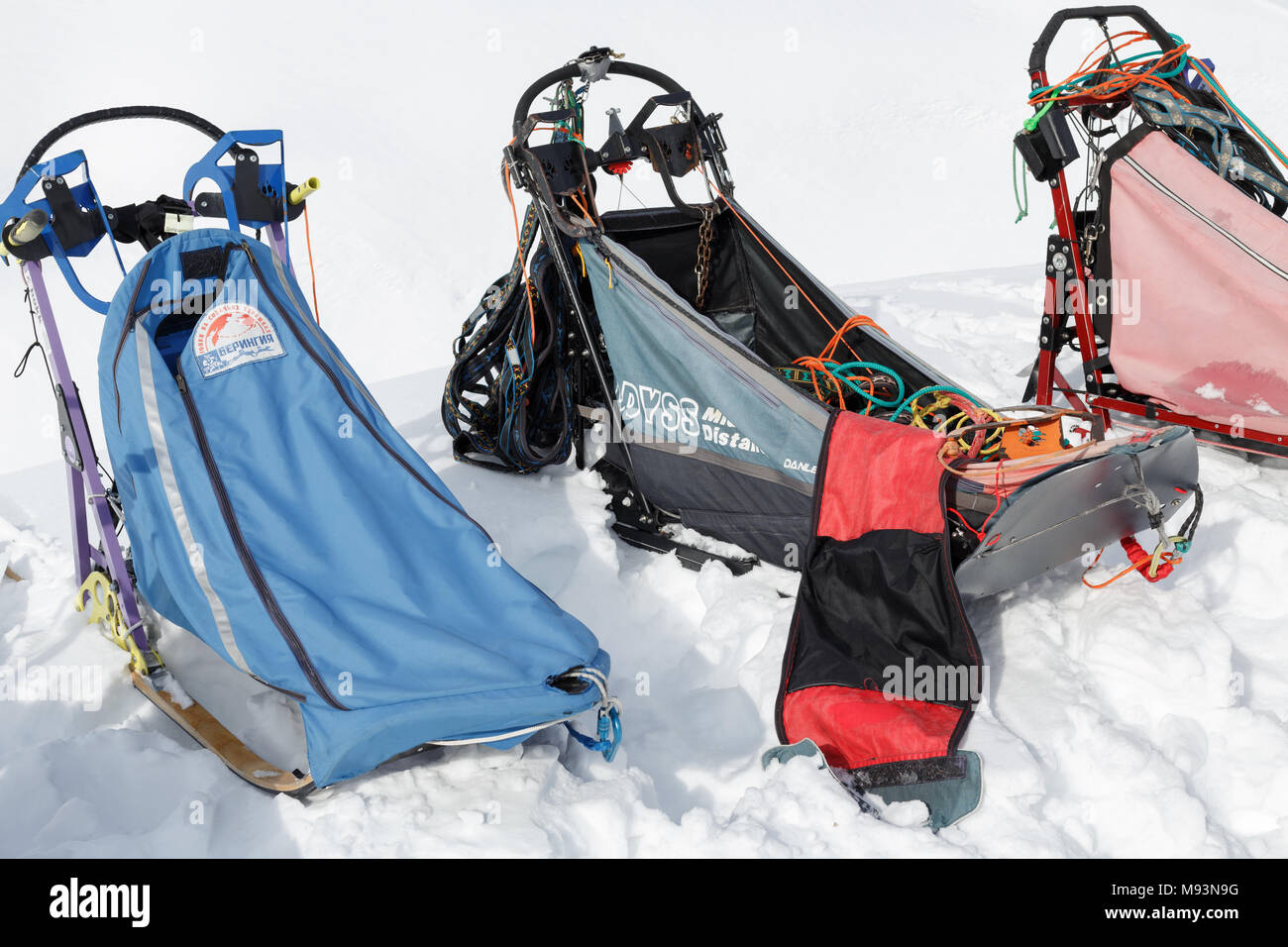 Penisola di Kamchatka: sport colorati slitta trainata da cani o cani da slitta per neve discipline sportive - Sled Dog gare, stand su bianco neve in chiaro le giornate di sole. Foto Stock