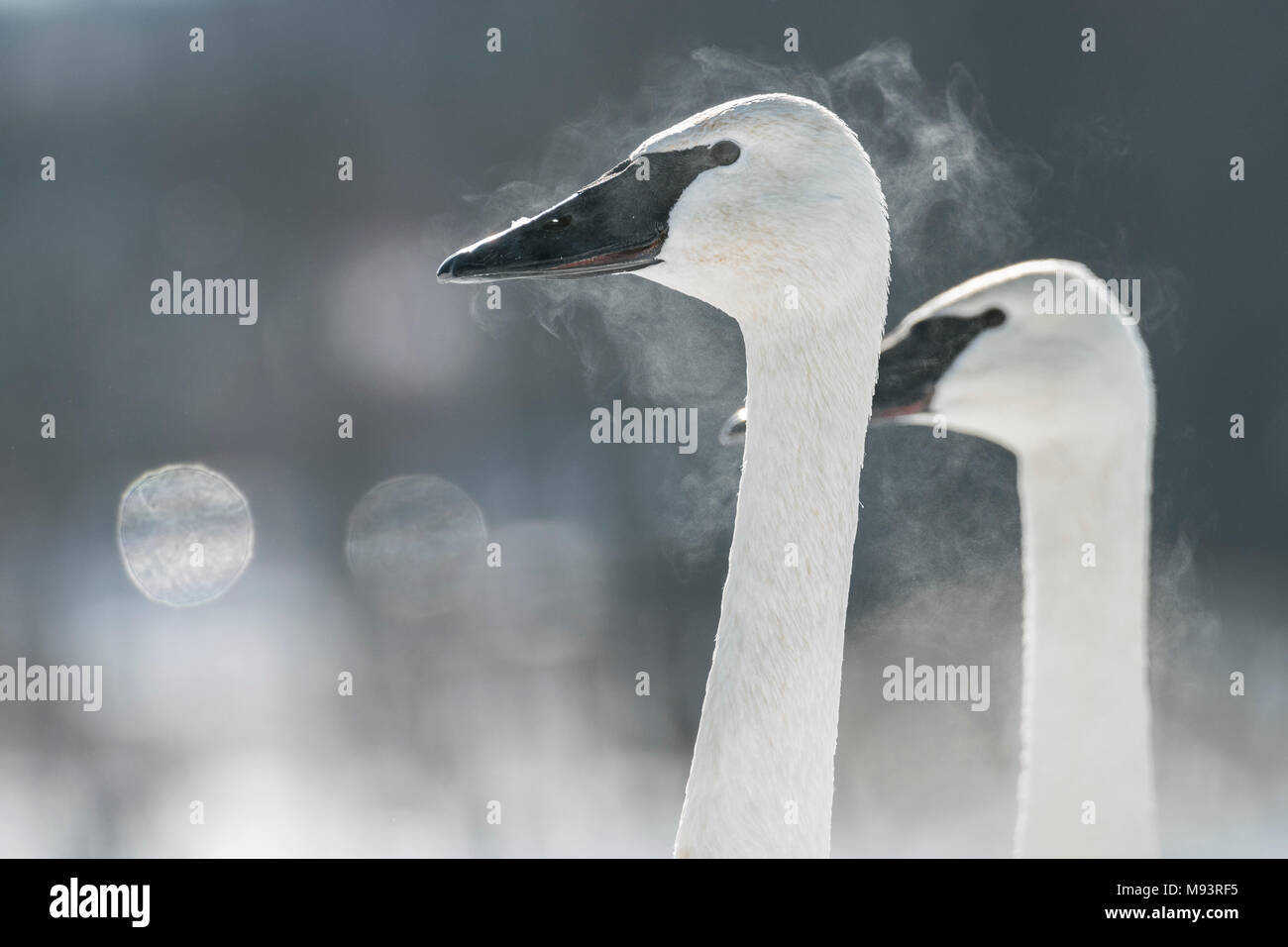 Trumpeter Swan, soffio che mostra, (Cygnus buccinatore), Hudson, WI, alla fine di gennaio, da Dominique Braud/Dembinsky Foto Assoc Foto Stock