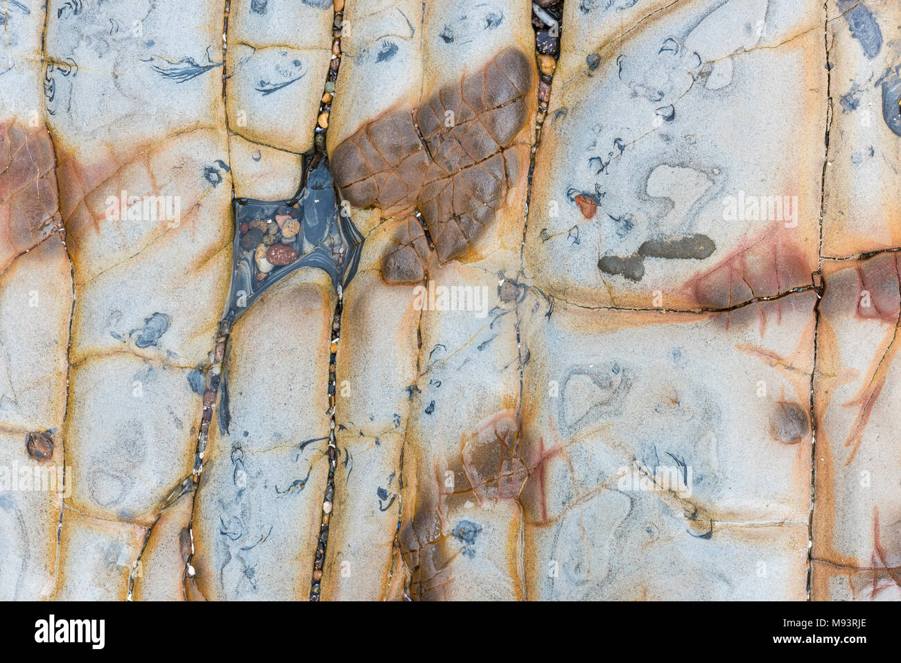 Le rocce sedimentarie (Carmelo formazione), Weston Beach. Questa giovane, più morbido strato sedimentario costituito da strati solidificato di sabbia, ghiaia e fango, s Foto Stock