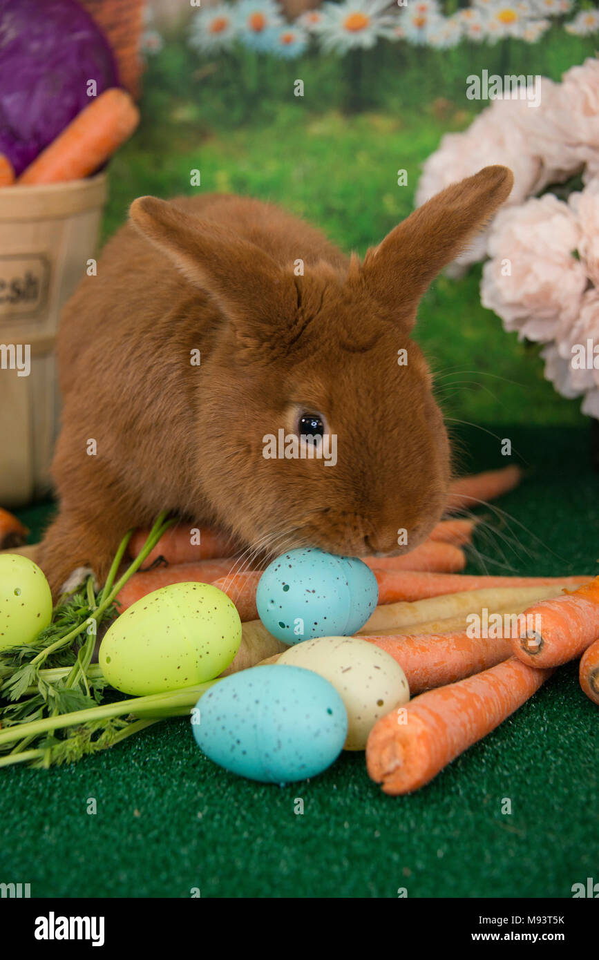 Coniglietto di pasqua red Thrianta simpatico coniglio con la fattoria le carote fresche e la molla colorate uova di Pasqua closeup ritratto Foto Stock