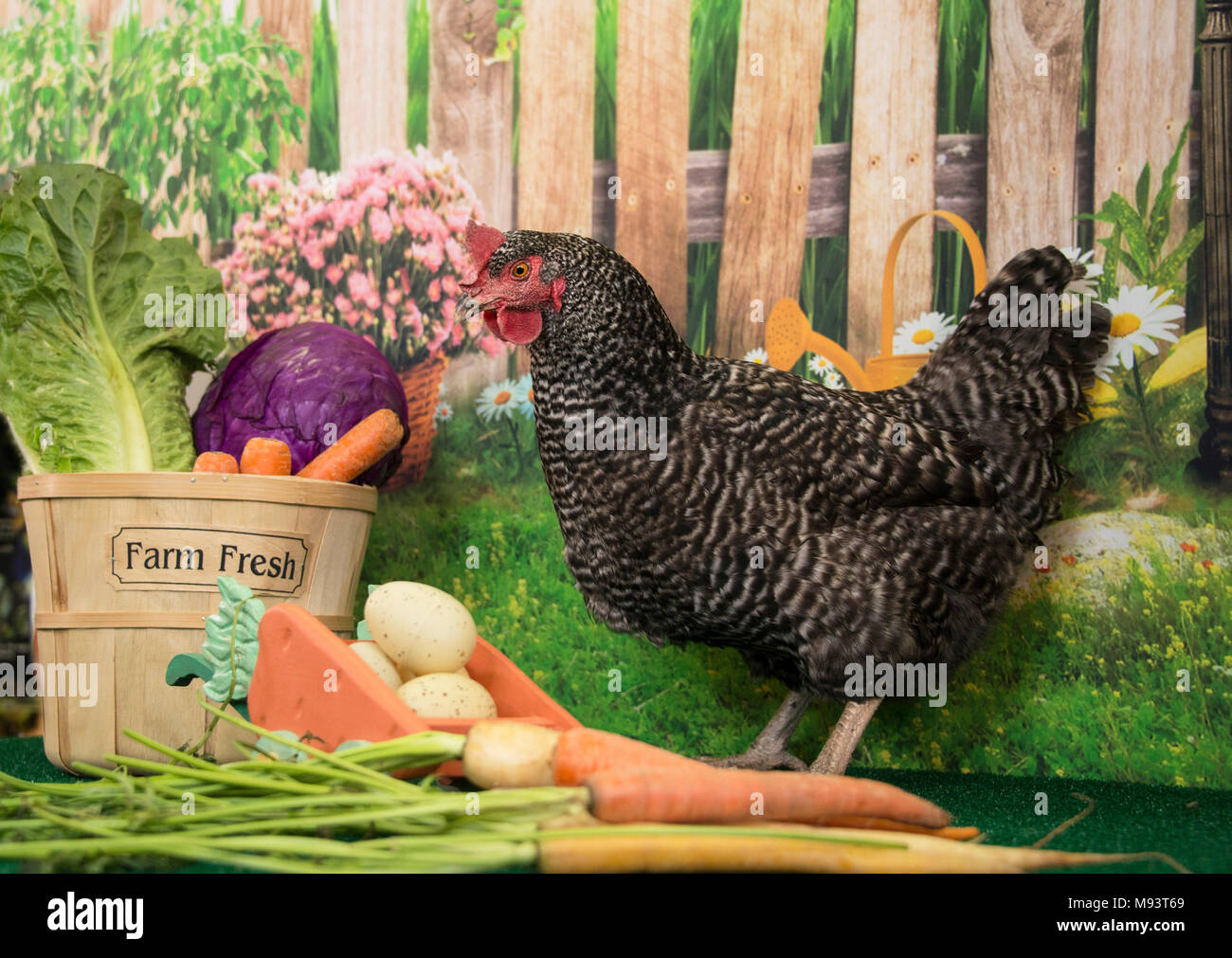 Plymouth Rock sbarrate hen pollo con cesto di fattoria fresco di ortaggi e fiori di primavera che fiorisce in primavera per la Pasqua Foto Stock