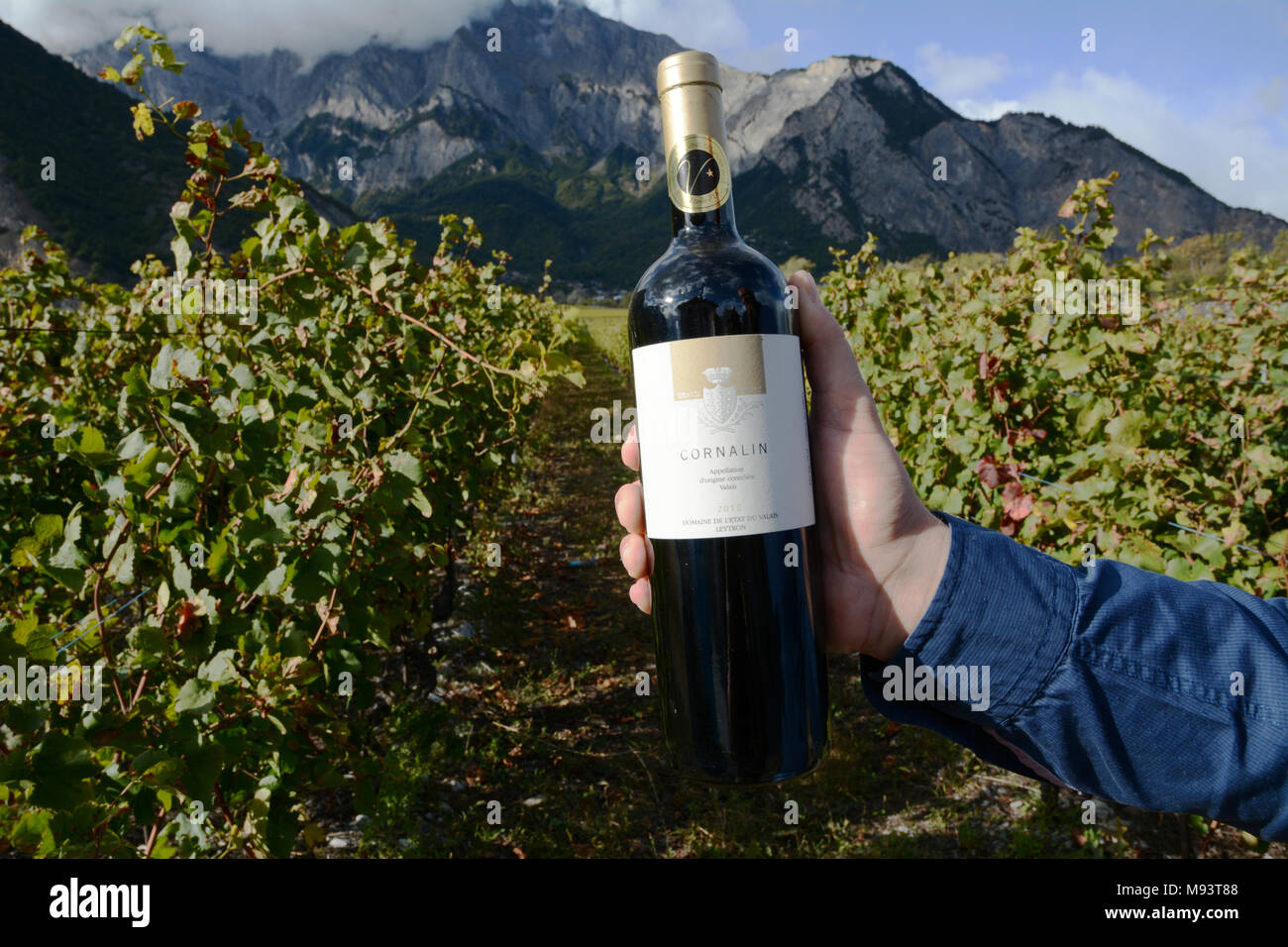 Un enologo svizzero in un vigneto nei pressi di Chamoson tenendo una bottiglia di Cornalin vino rosso, fatta di uve coltivate nella regione del Canton Vallese della Svizzera. Foto Stock