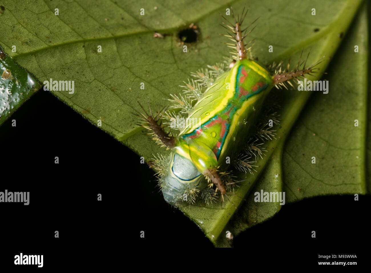 Un bruco urticante dalla famiglia Limacodidae di falene. Foto Stock