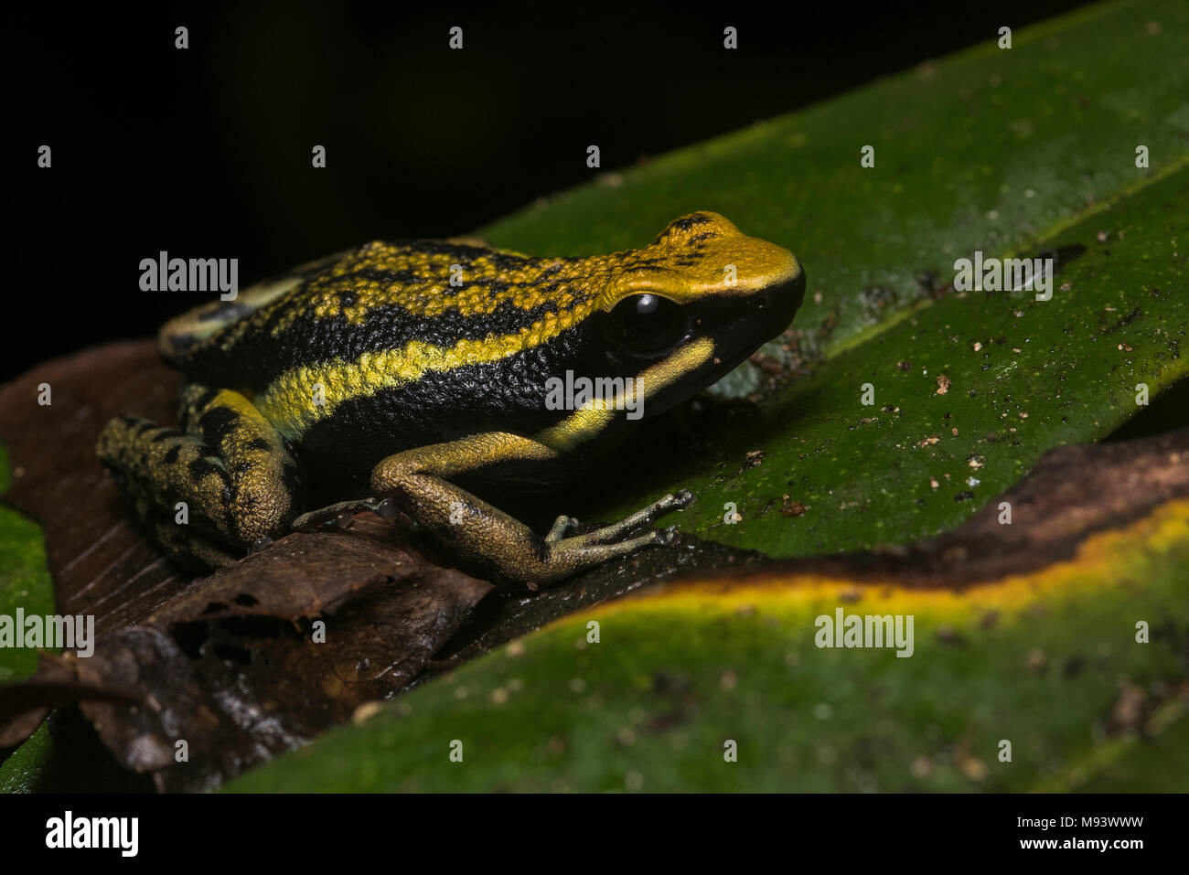 Un gradevole veleno (rana Ameerega bassleri) una specie endemica di una piccola porzione del Perù. Foto Stock