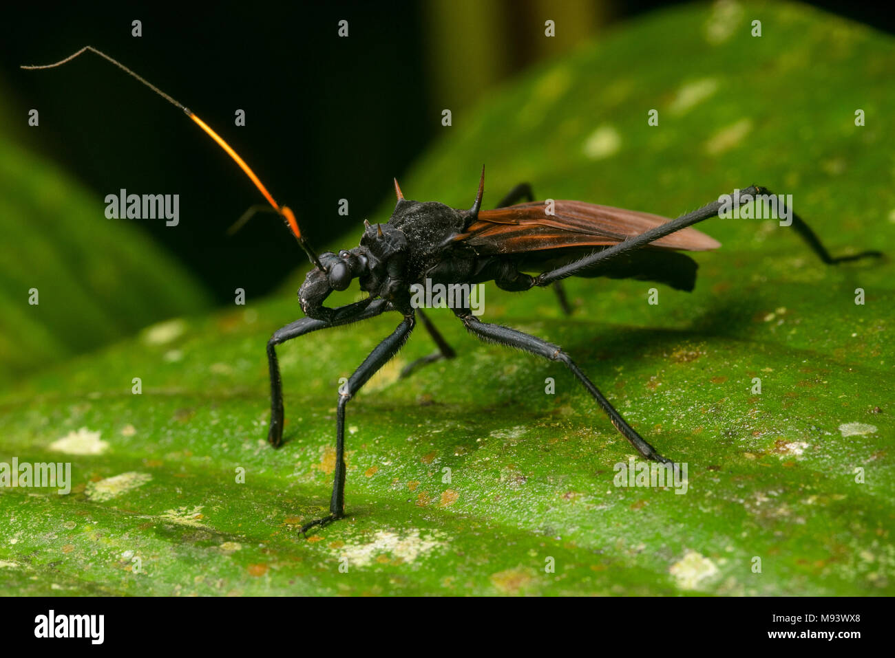 Un assassino di predatori bug Zelurus (sp) che mima il tarantula hawk wasp. Foto Stock