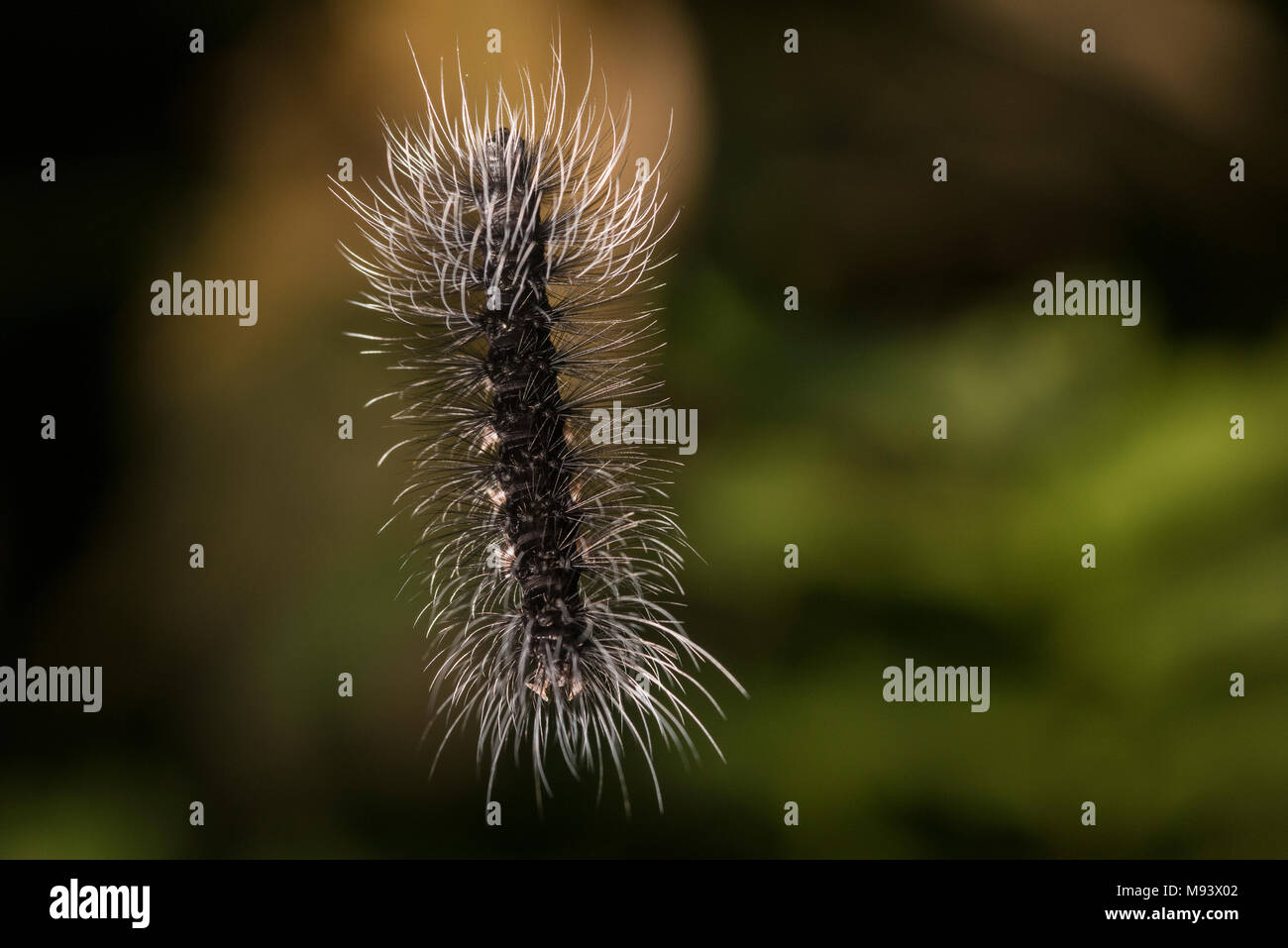 Una sorta di caterpillar sospesa da una linea invisibile di seta. Foto Stock