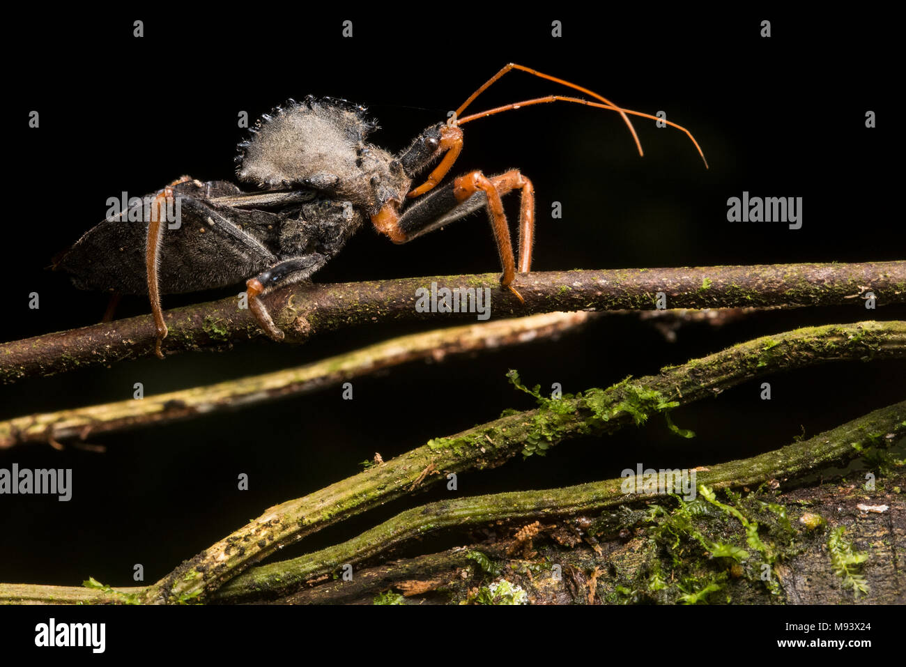 Una ruota di tropicale bug (Arilus carinatus) dal Perù tropicale. Foto Stock