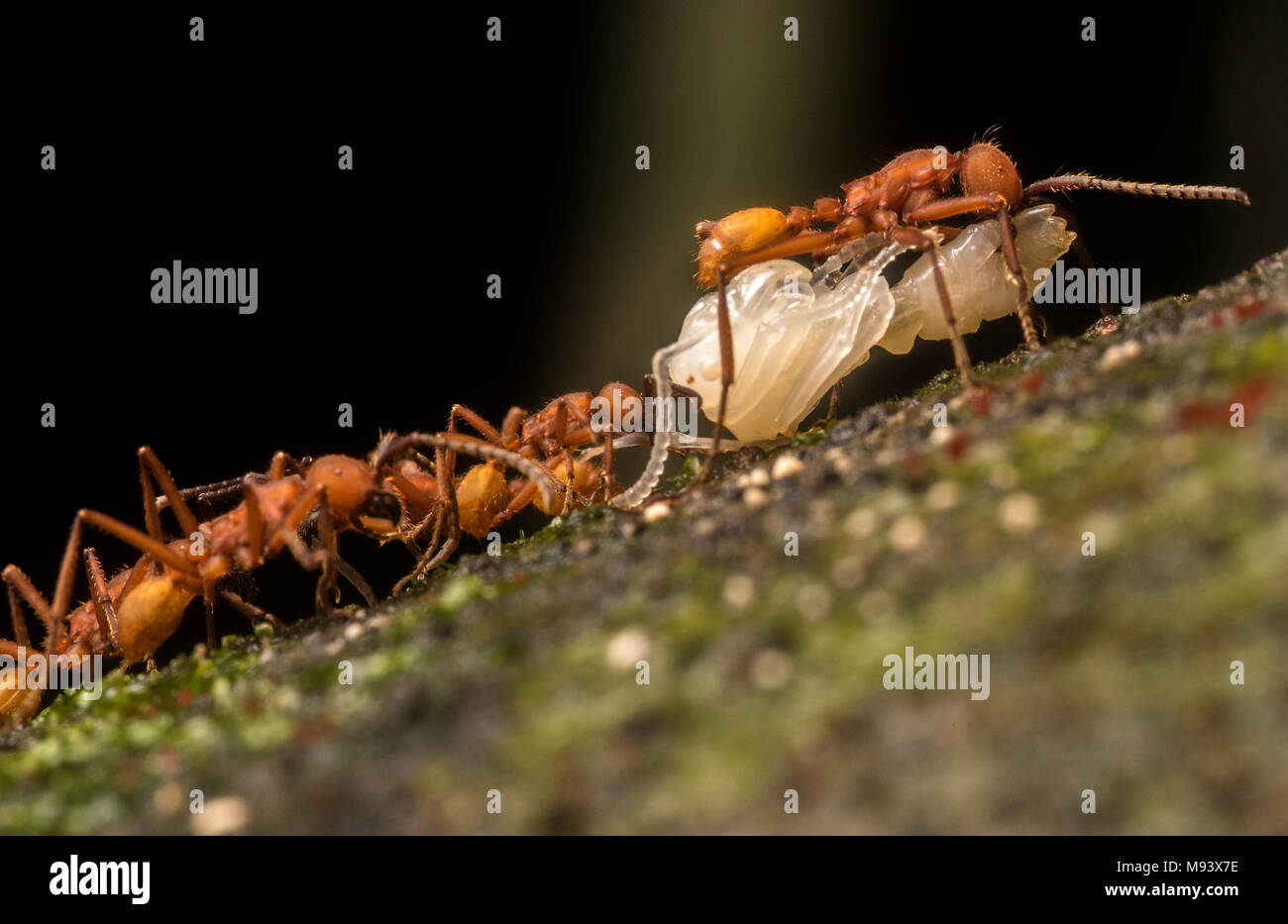 Esercito di formiche della specie Eciton hamatum, portano la loro preda dopo la riuscita di un raid su un altro nido di ant. Foto Stock