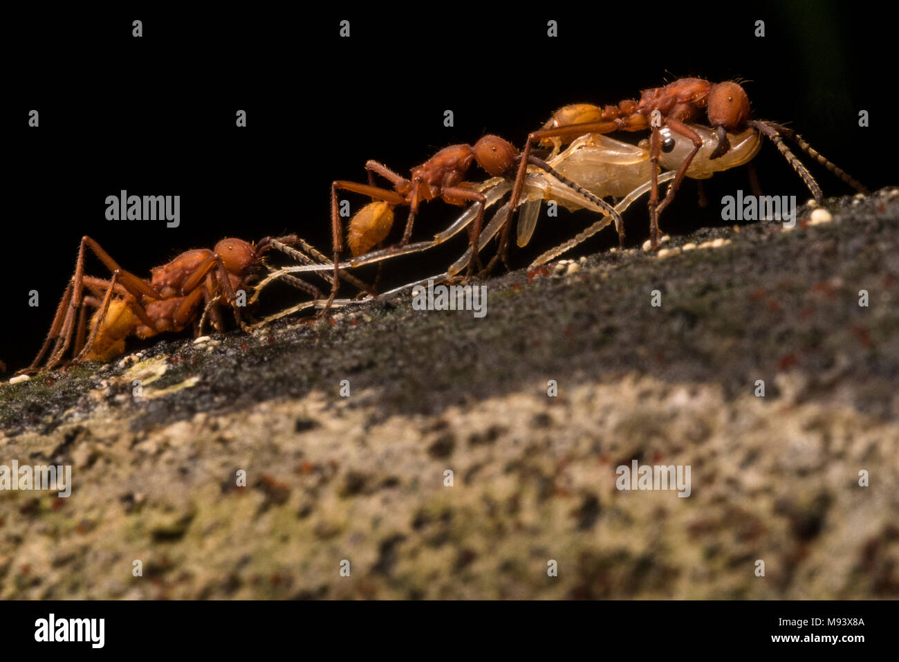 Esercito di formiche della specie Eciton hamatum, portano la loro preda dopo la riuscita di un raid su un altro nido di ant. Foto Stock