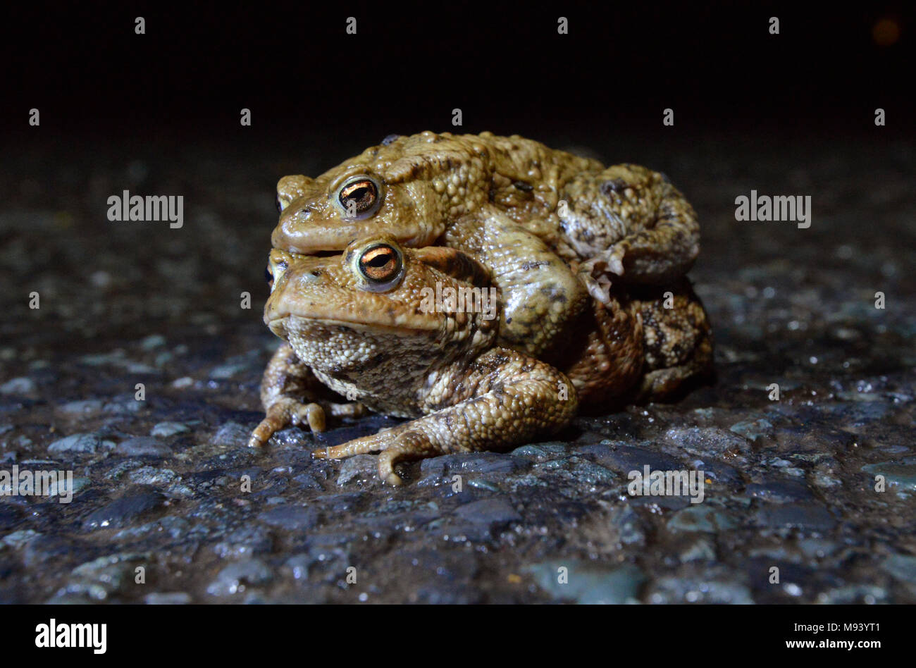 Il rospo comune - Bufo bufo - coniugata coppia in amplexus trovati in un famigerato migrazione del punto di incrocio in una trafficata strada di campagna durante la migrazione di allevamento p Foto Stock