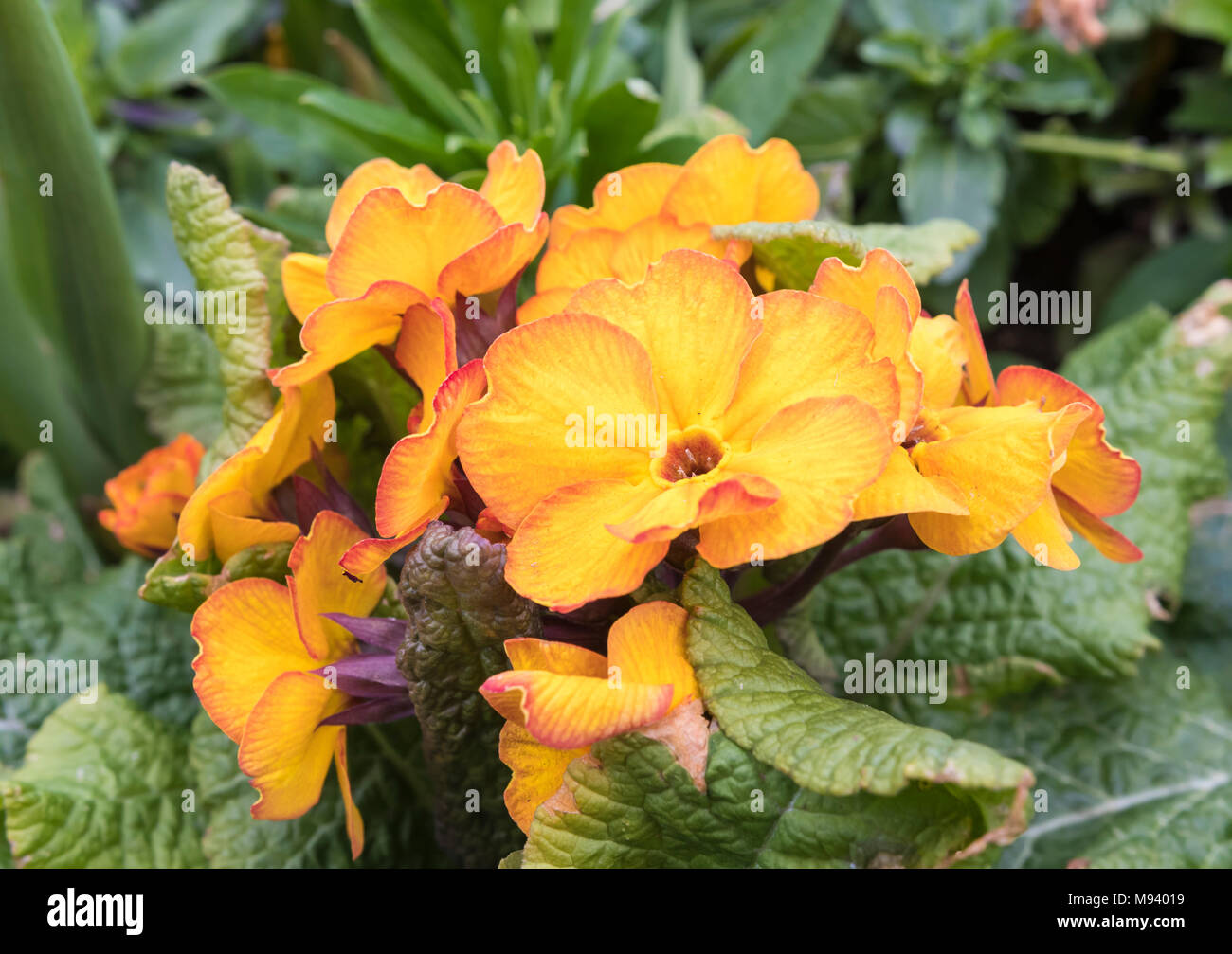 Comune di primule (Primula vulgaris) in primavera nel Regno Unito. Foto Stock