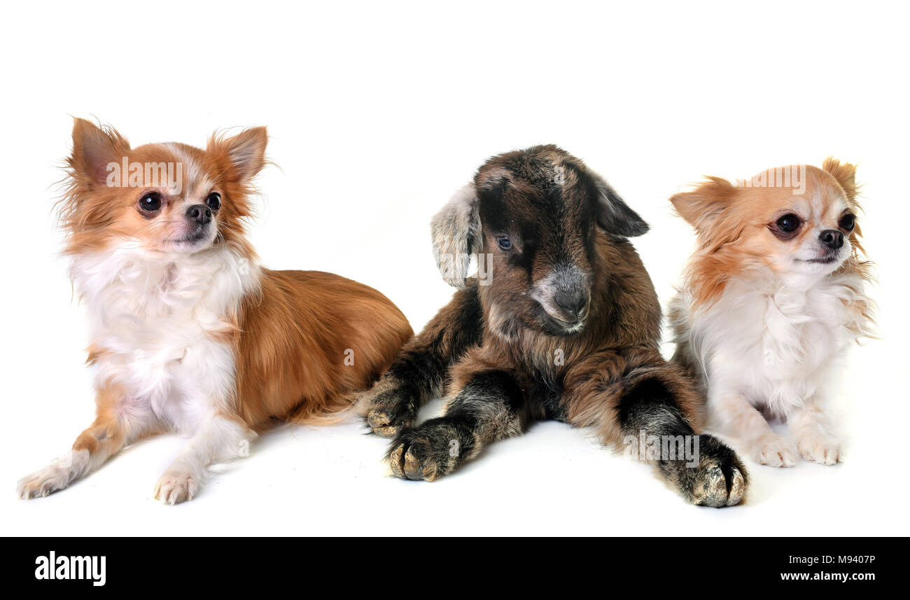 Capretto marrone e cani di fronte a uno sfondo bianco Foto Stock