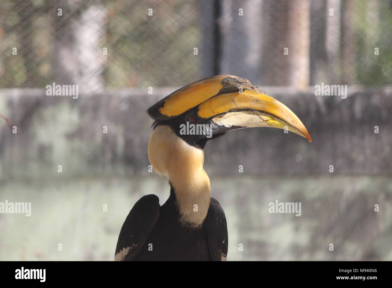 Grande hornbill indiano (Buceros simum) nella foresta Foto Stock