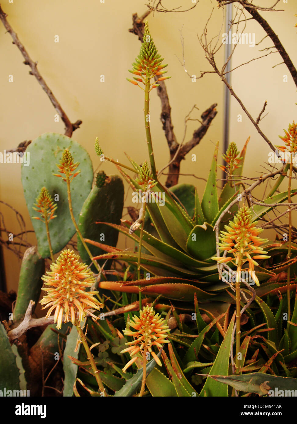 Cactus e piante grasse close up con fiori Foto Stock