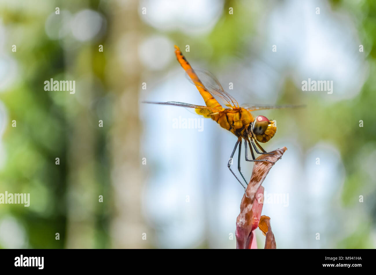 Libellula giallo colpisce una posa di stanza sulla punta di un impianto. Foto Stock