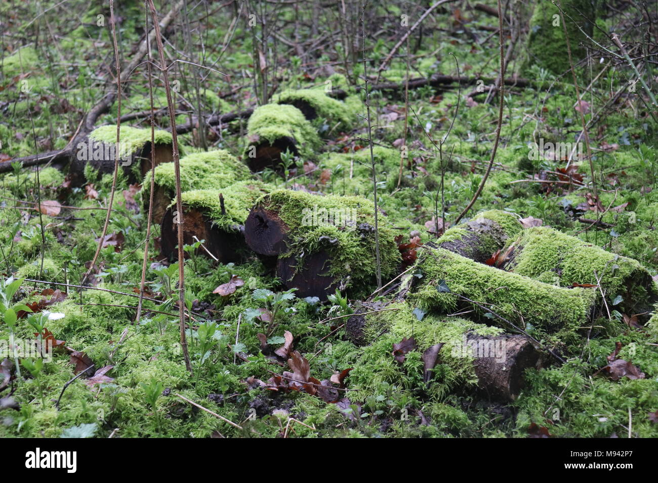 Un albero caduto è stata tagliata in tronchetti poi a sinistra sul suolo della foresta per diventare un habitat per gli invertebrati. Foto Stock