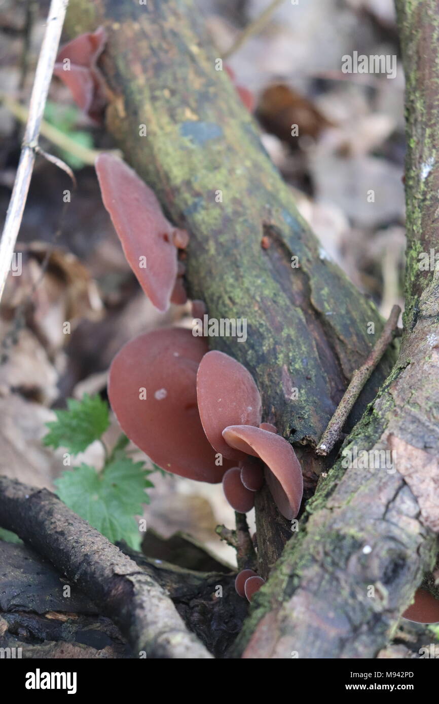 Jelly orecchio fungo Auricularia / padiglione auricolare-judae Foto Stock