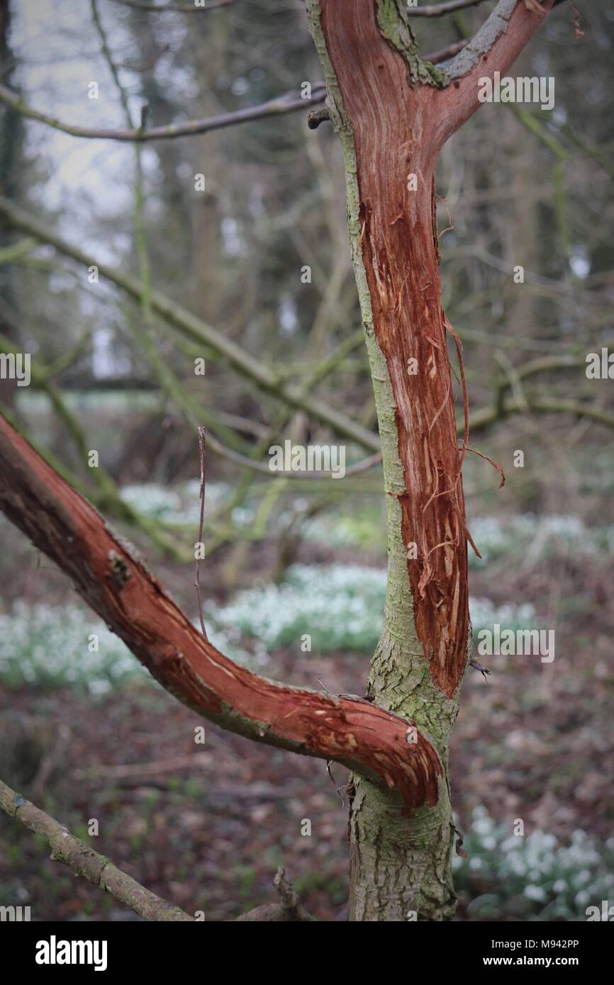 Danni causati da cervi stripping off di corteccia di alberi giovani / alberelli Foto Stock