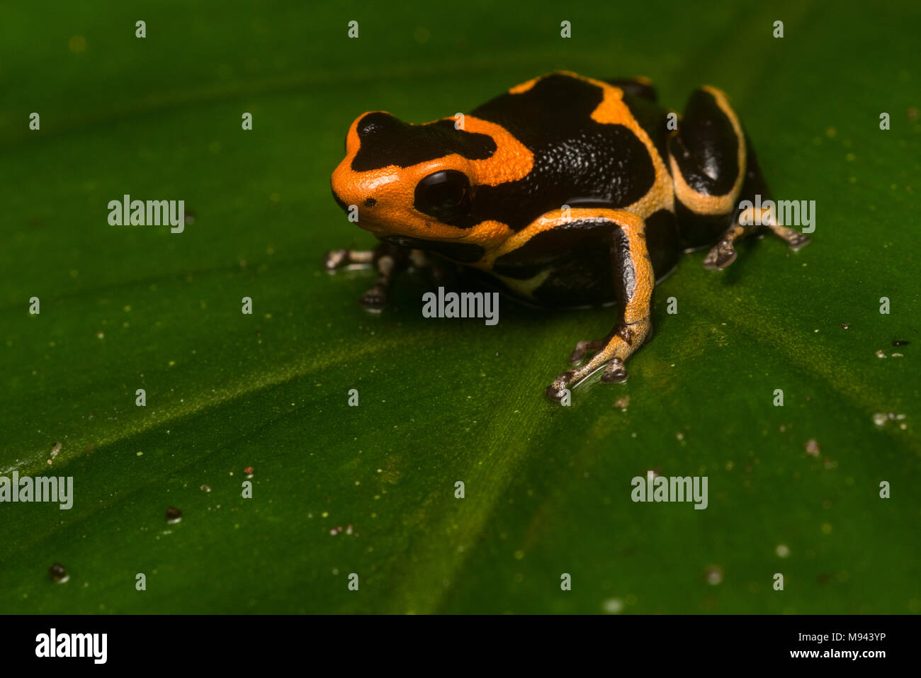 Il bassopiano morph della rossa intitolata poison frog (Ranitomeya fantastica) una specie minacciata dalla perdita di habitat e la caccia di frodo. Riscontrato solo nel nord del Perù. Foto Stock