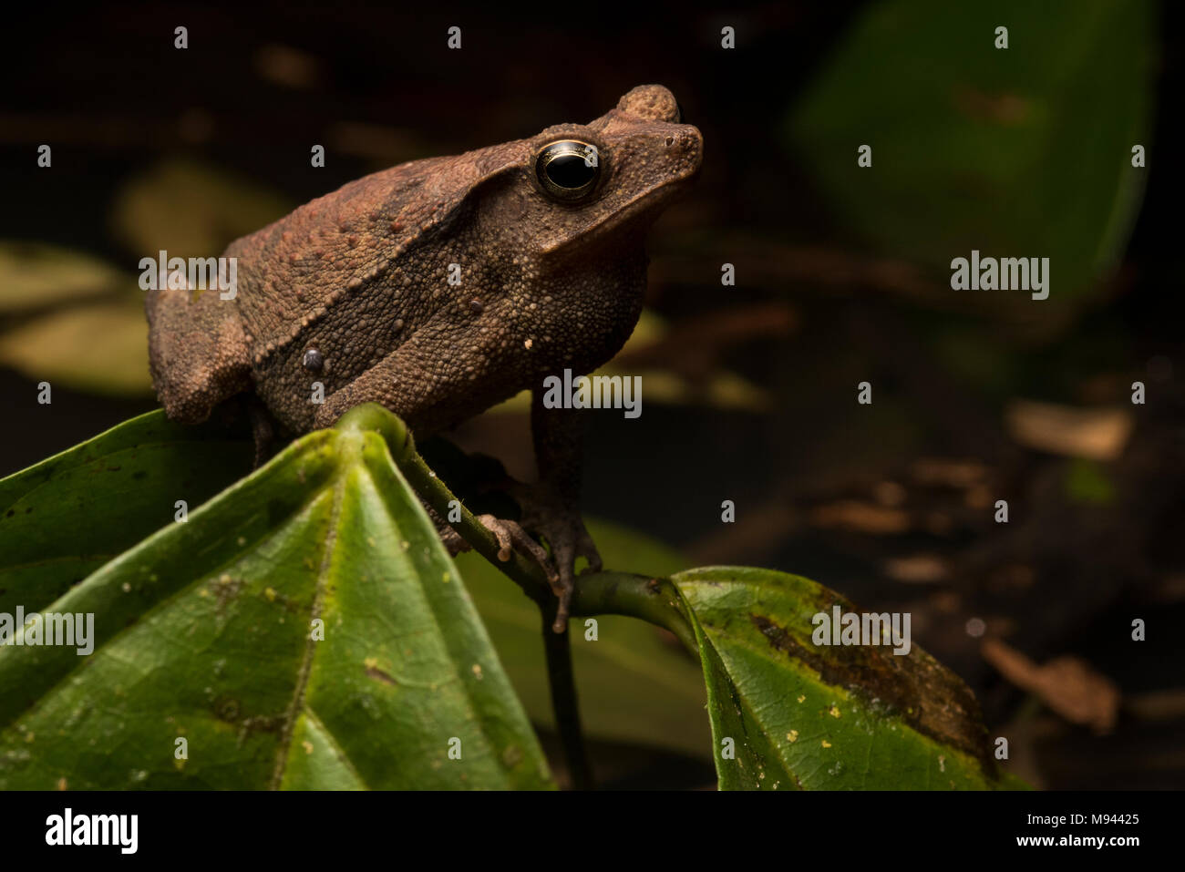 Un sud americana il rospo comune maschio (Rhinella margaritifera) ha trovato una pozza e trilli da lì nella speranza di attrarre un compagno. Foto Stock