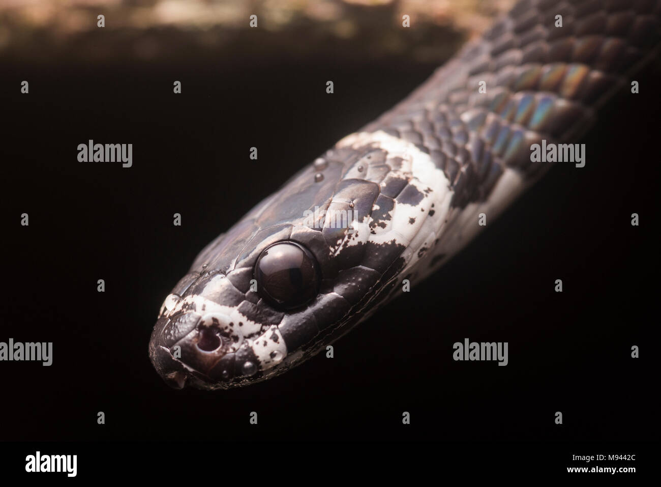 Una chiusura di un Catesby lumaca di mangiare snake (Dipsas catesbyi) una bella ma totalmente innocuo lumaca predator neotropicale. Foto Stock