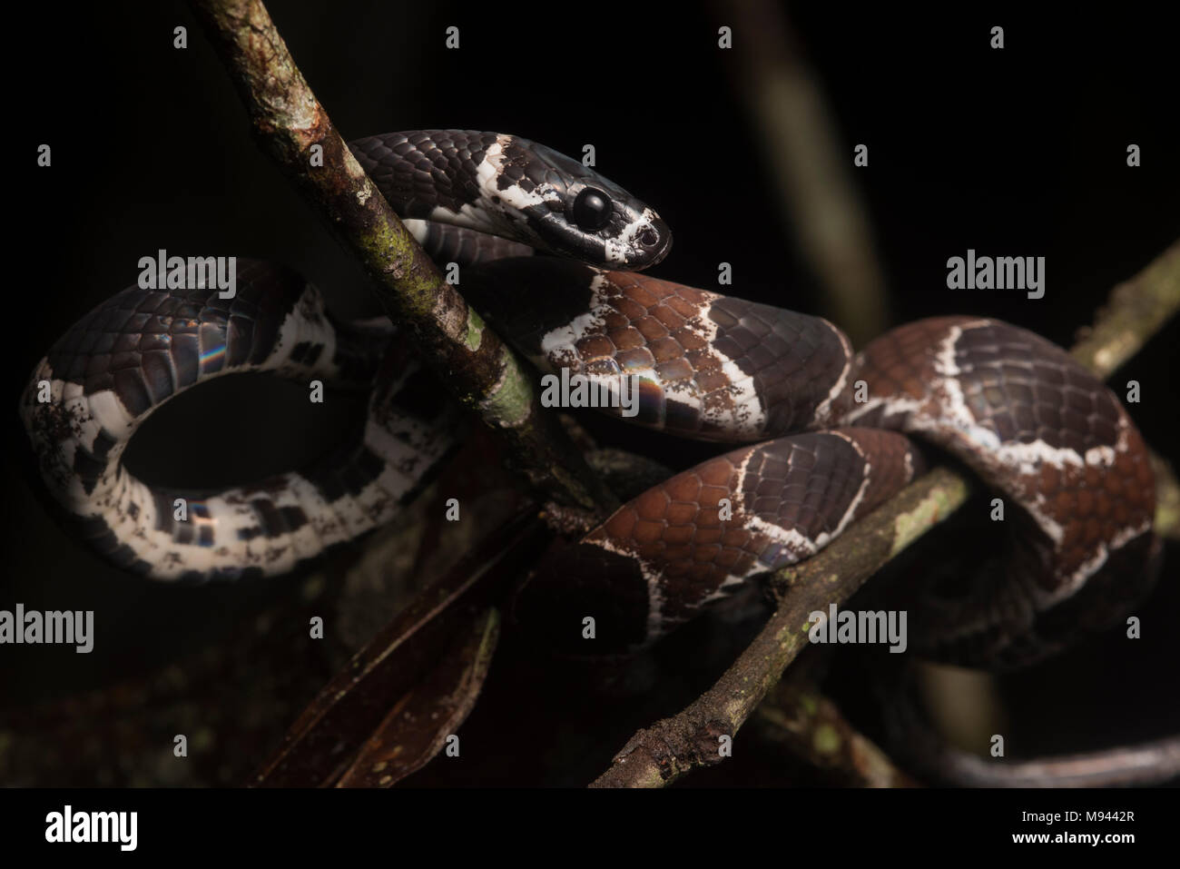 Catesby lumaca di Snake Eater (Dipsas catesbyi) in appoggio sui rami nella giungla. Foto Stock