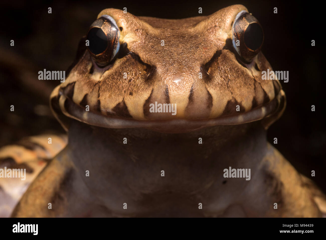 Il fumoso jungle frog (Leptodactylus pentadactylus) è la più grande specie rana nella sua gamma, si siede sul pavimento di foresta e si nutre di piccole prede. Foto Stock