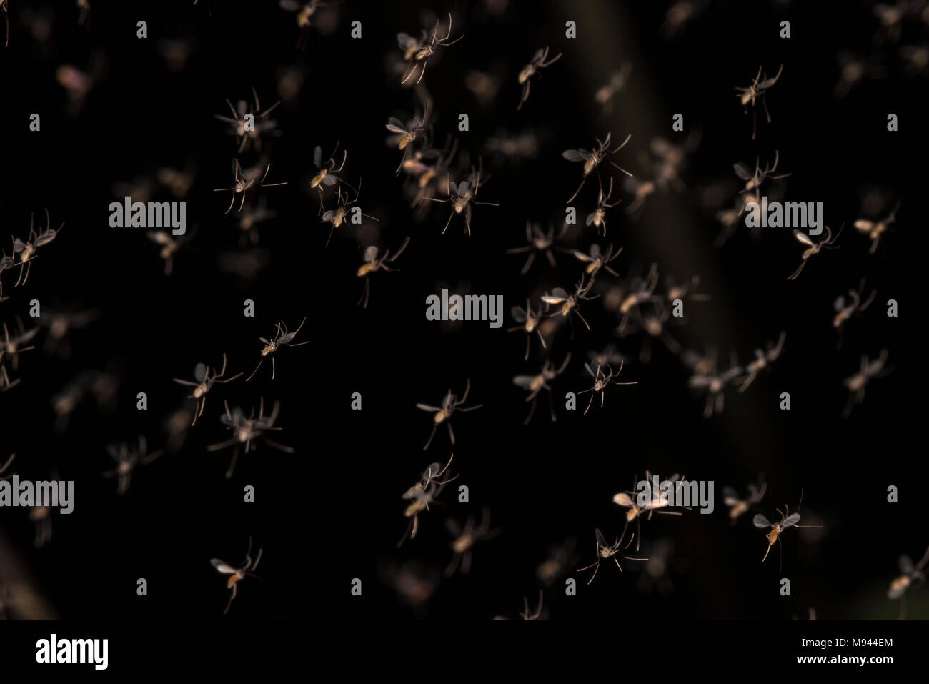 Uno sciame di sandflies dal Perù tropicale. Fastidioso sulle proprie, esse sono anche vettori per la leishmaniosi. Foto Stock