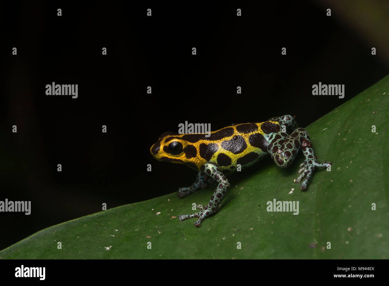 Mimic veleno (rana Ranitomeya imitatore) su una foglia di notte, è un mullerian mimic di R. coenobita. Entrambe le specie sono tossiche e guadagnare la protezione condivisa. Foto Stock