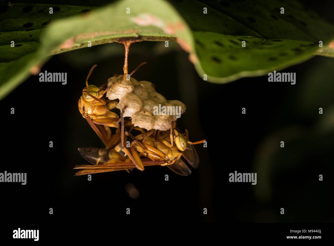 Due vespe carta costruire un nido sotto una foglia nella foresta pluviale peruviana. Foto Stock