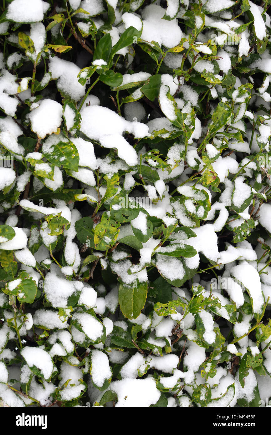 Foglie di alloro in inverno coperto di neve Foto Stock