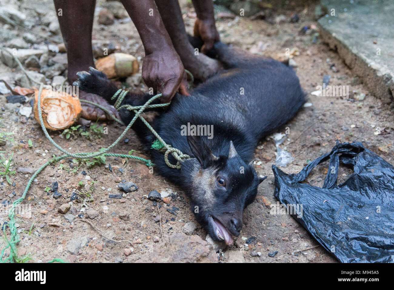 La capra è macellato in Bureh Town, Freetown Sierra Leone. Foto Stock
