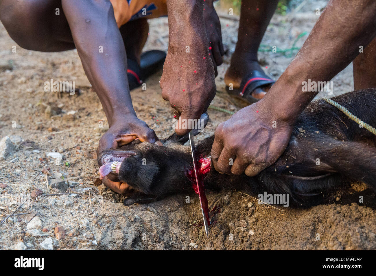 La capra è macellato in Bureh Town, Freetown Sierra Leone. Foto Stock