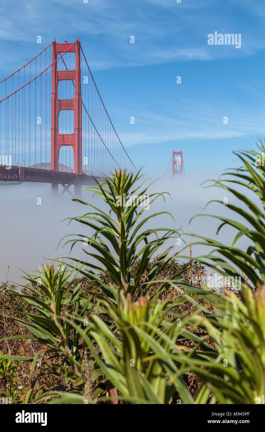 L'iconico Golden Gate Bridge, con bassa velatura sotto il ponte e orgoglio di Madeira impianto sul primo piano, San Francisco, California, Stati Uniti. Foto Stock