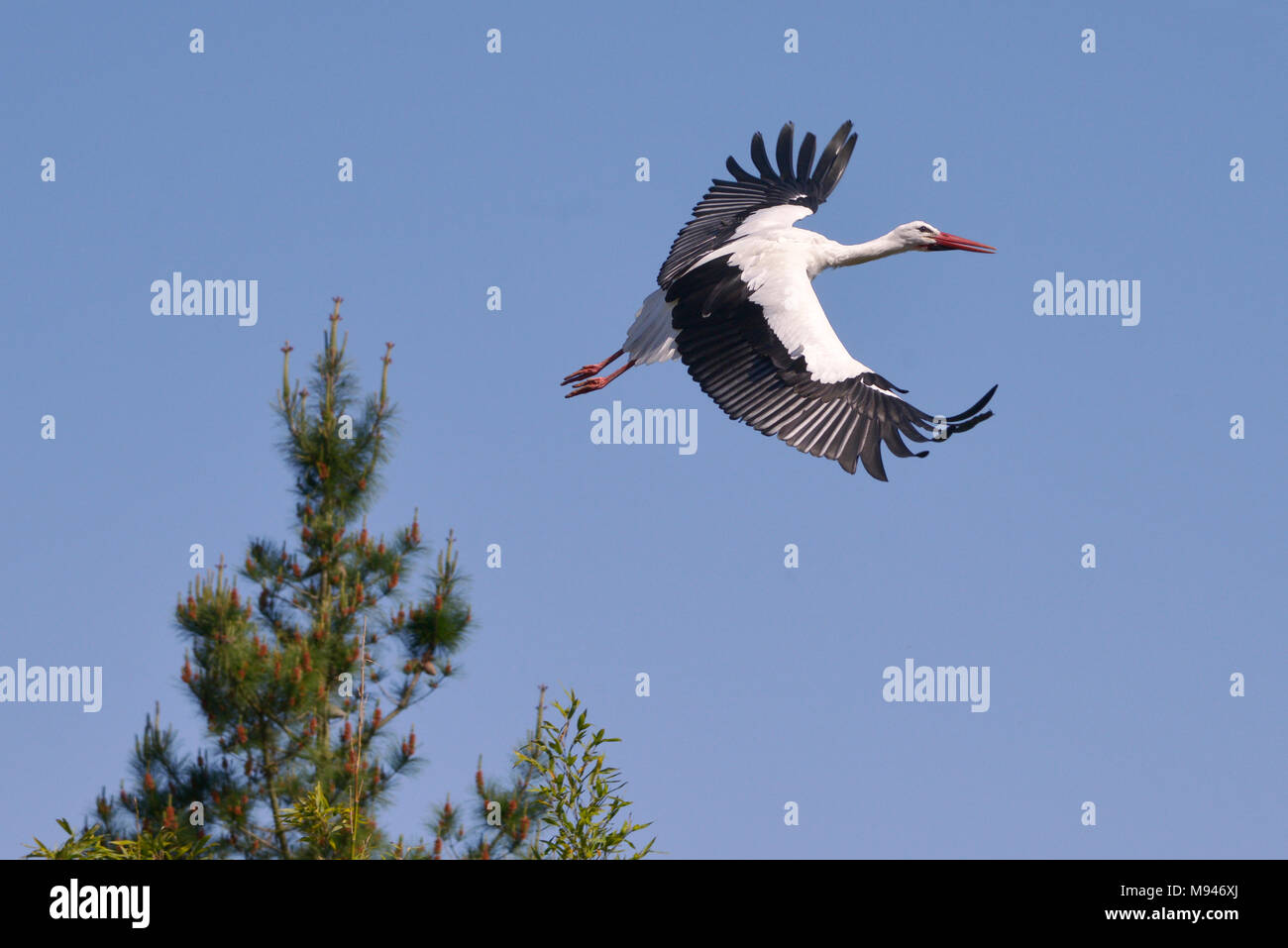 Cicogna bianca (Ciconia ciconia) in volo vista da sopra il cielo blu sullo sfondo Foto Stock